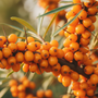 🧡 Pourquoi l'argousier est-il considéré comme un superfruit pour la peau ?